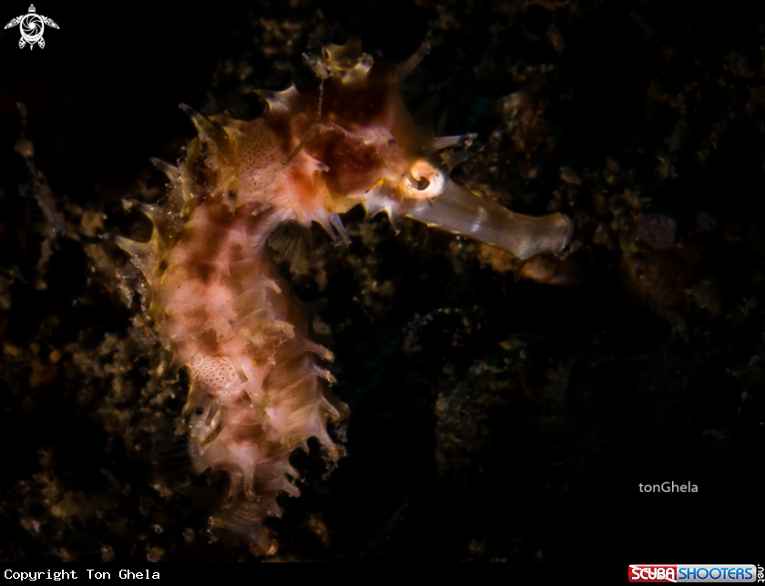 A Thorny Seahorse