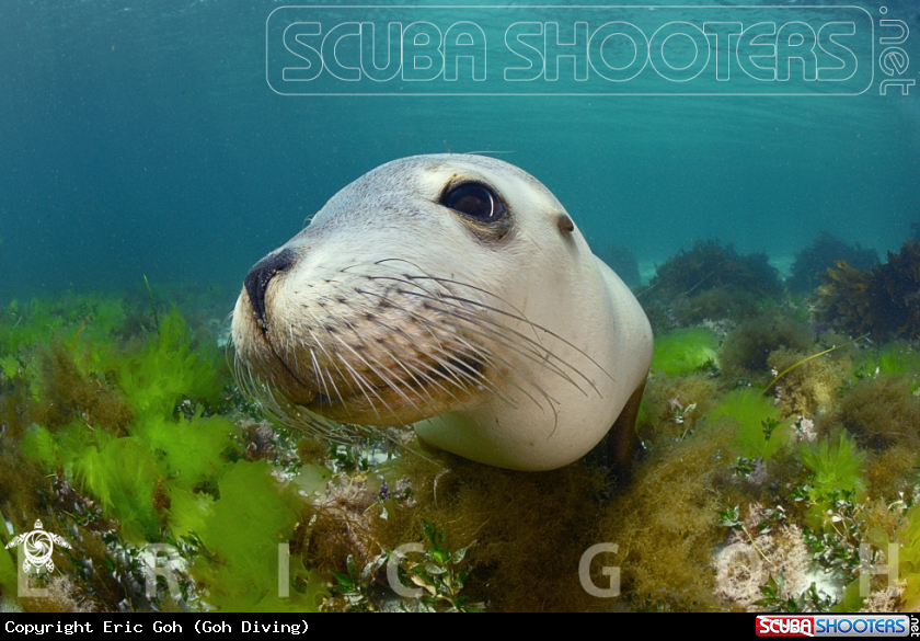 A Australian Sea lion