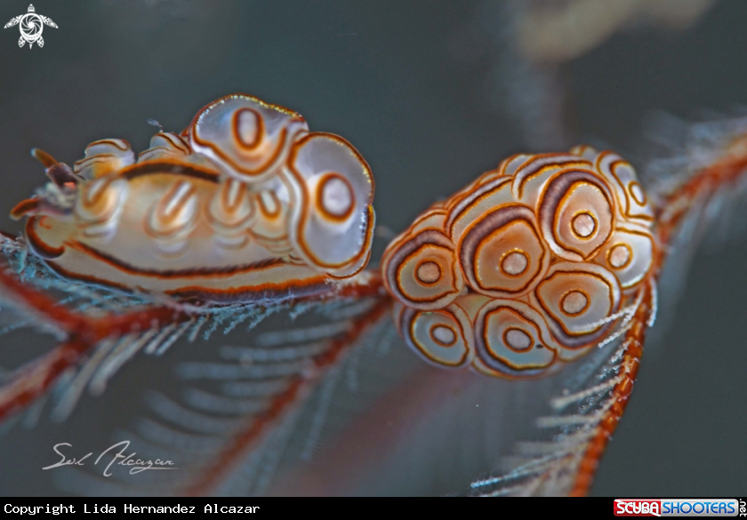 A Nudibranch