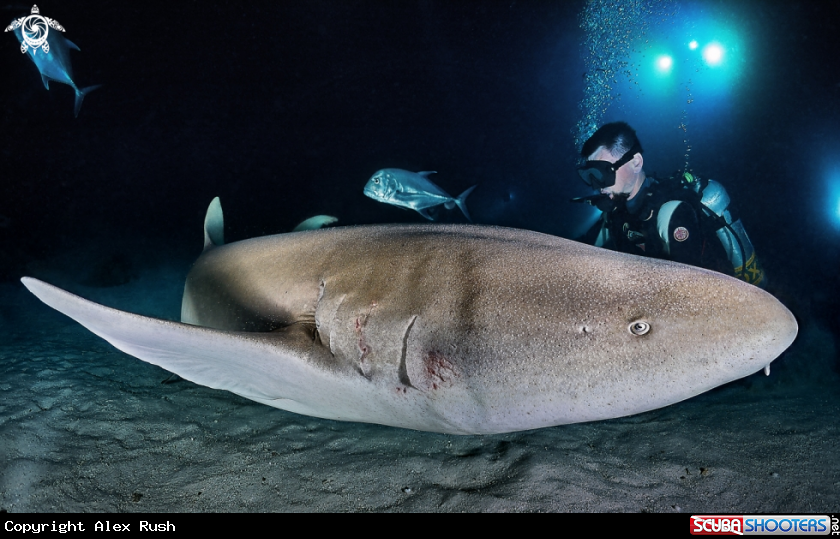 A Nurse shark