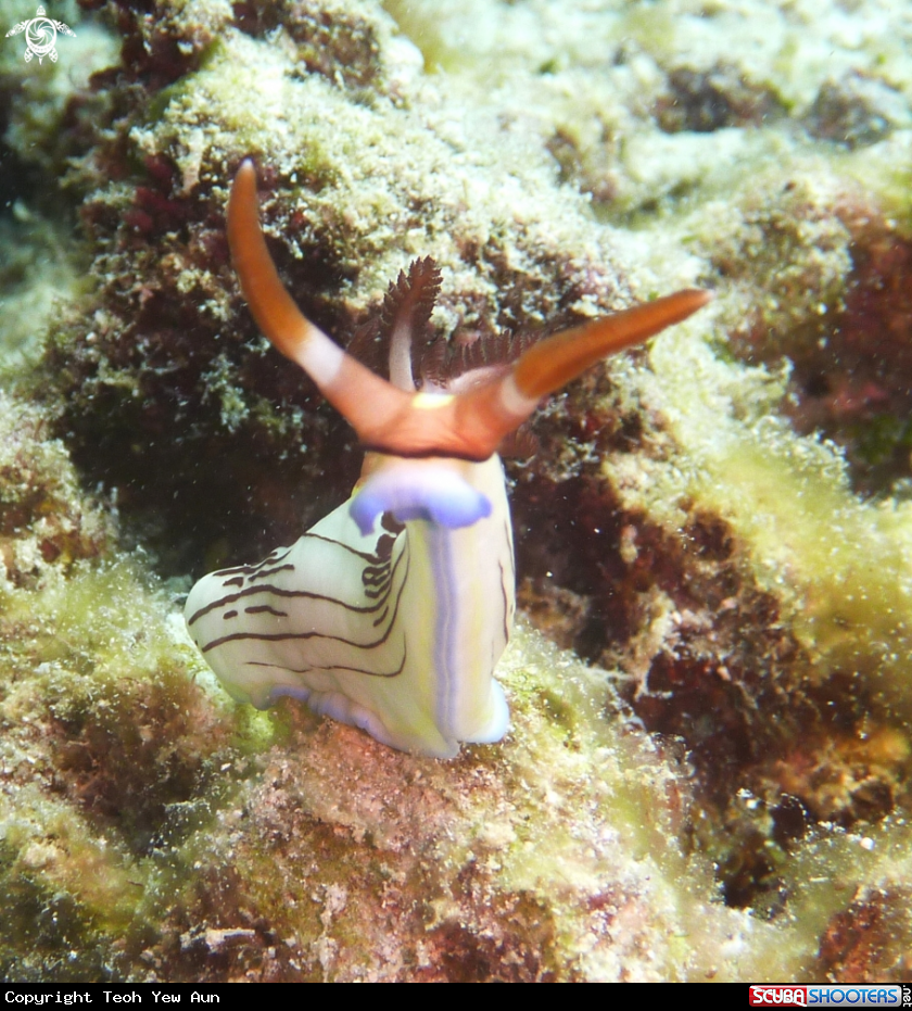 A Nudibranch