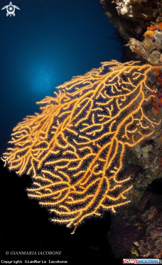 A Funicella