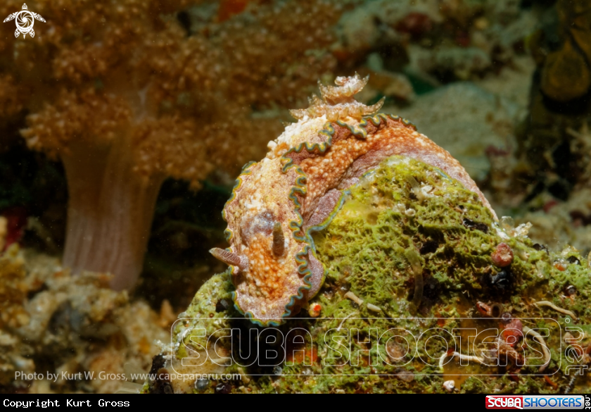 A Nudibranche
