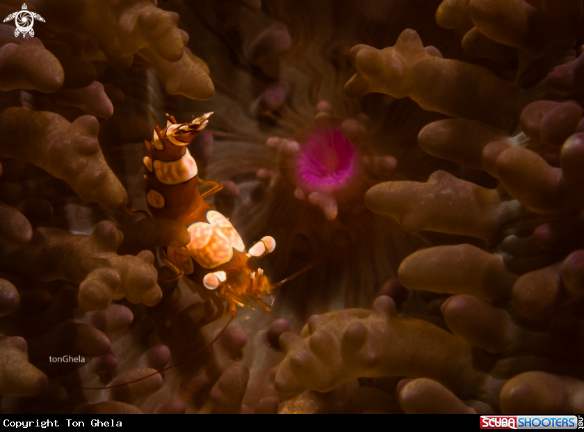 A Sexy Anemone Shrimp