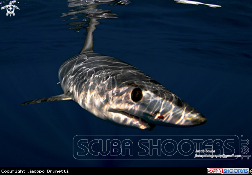 A Mako shark