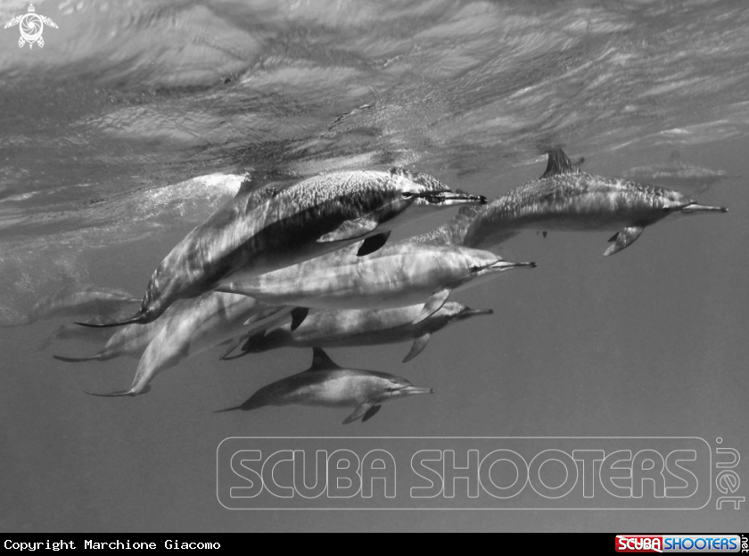 A Dolphin Longirostri