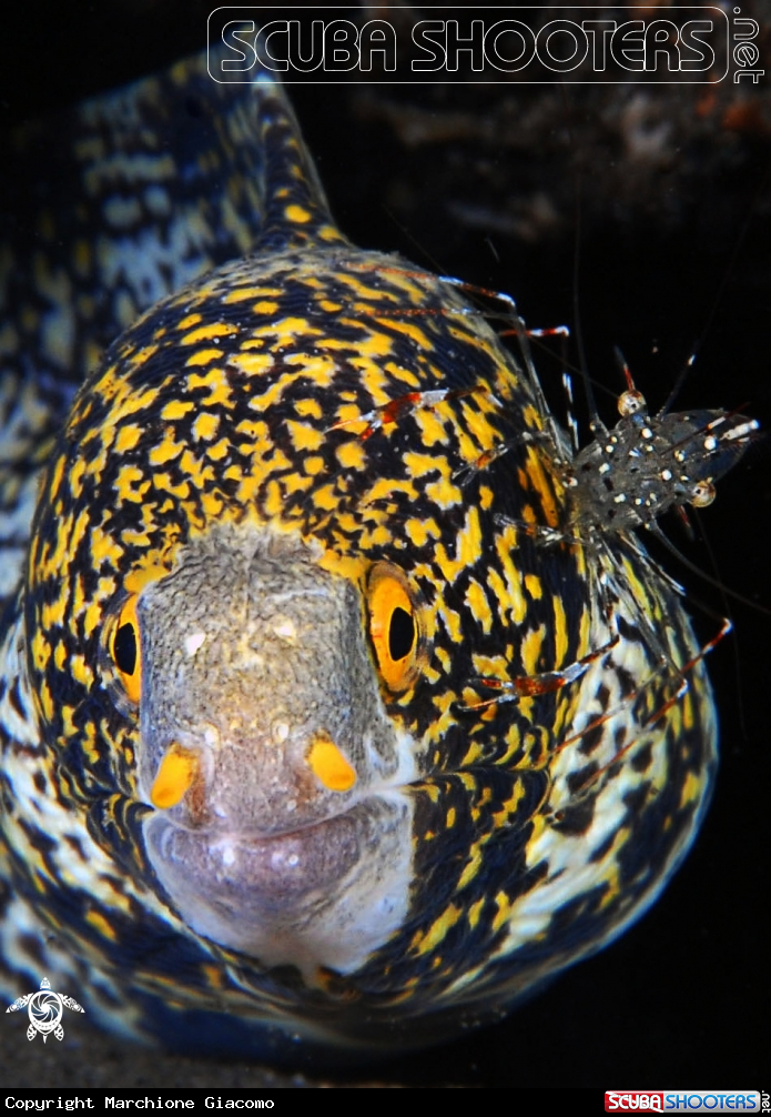 A Moray