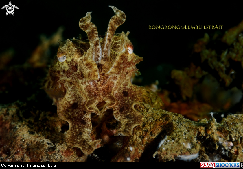 A Cuttlefish