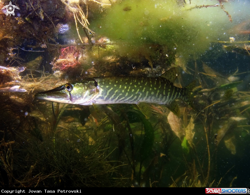A Štuka / Pike