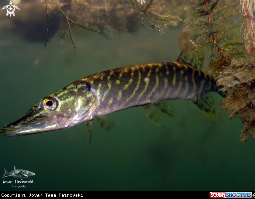 A Štuka / Pike
