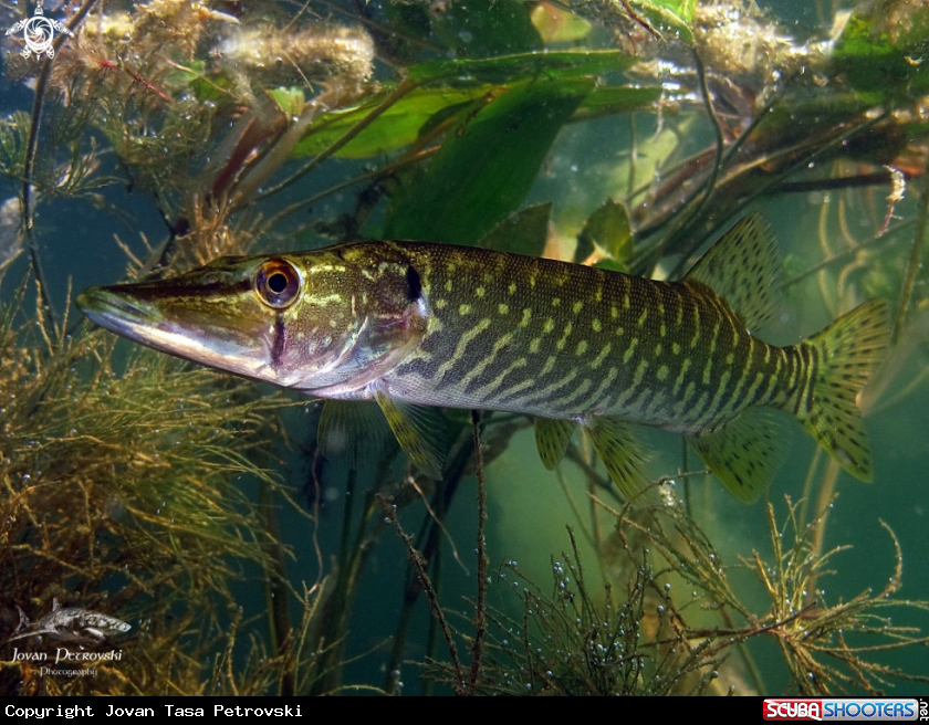 A Štuka / Pike