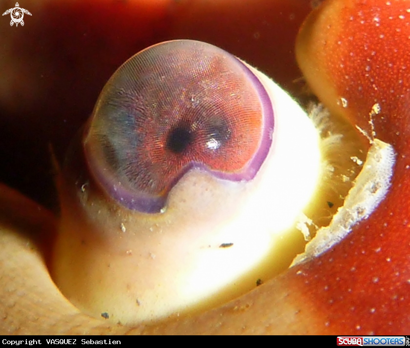 A crab eye
