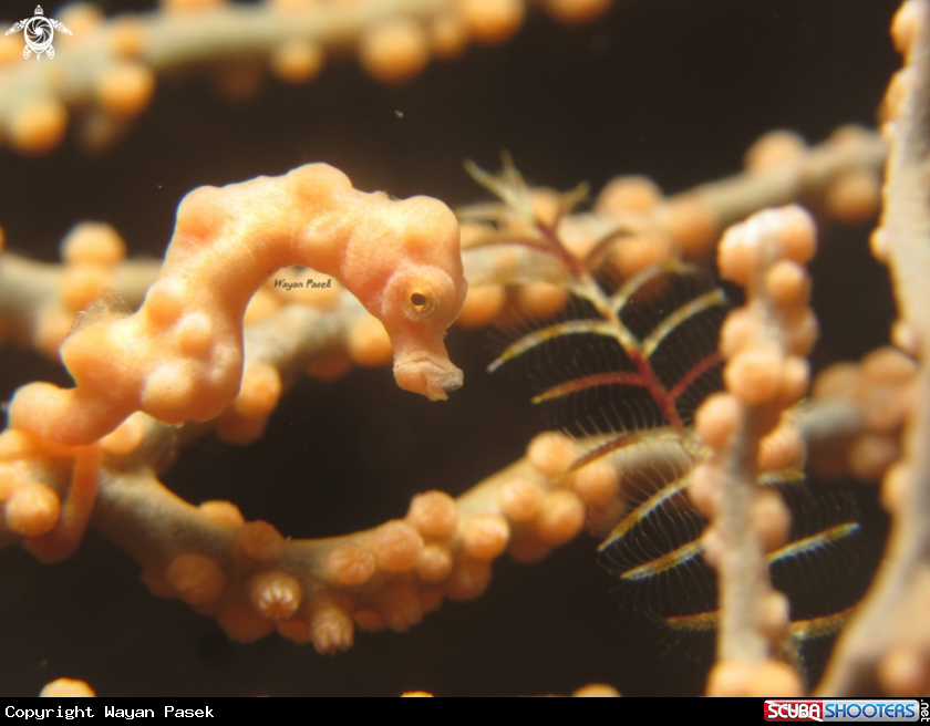 A denise pygmy seahorse