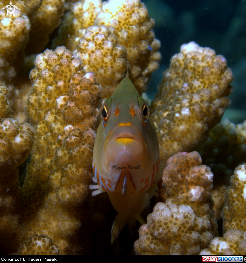A Hawkfish