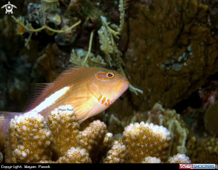 A Hawkfish