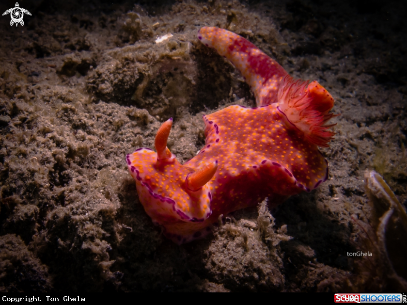 A Nudibranch