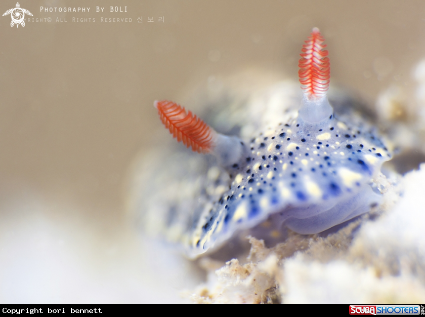 A Hypselodoris 