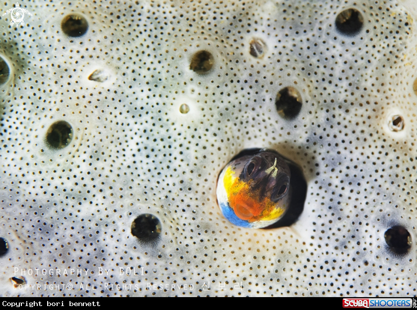 A blenny 