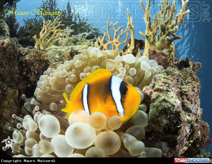 A Clownfish