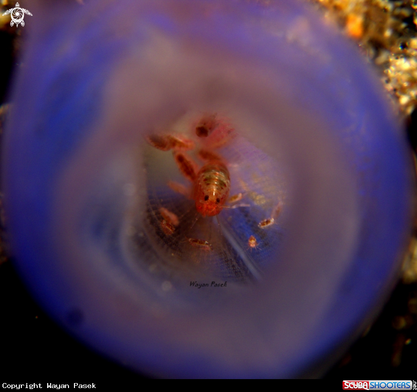 A Ladybug
