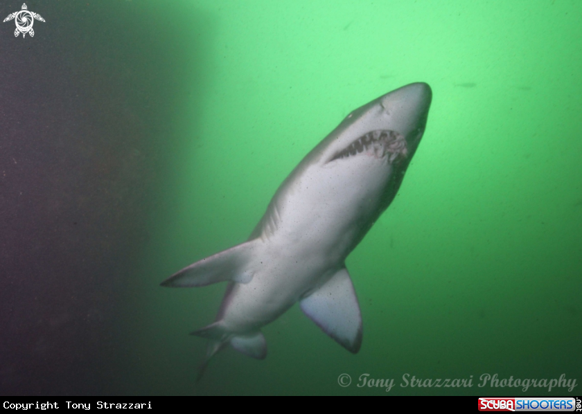 A Grey nurse shark