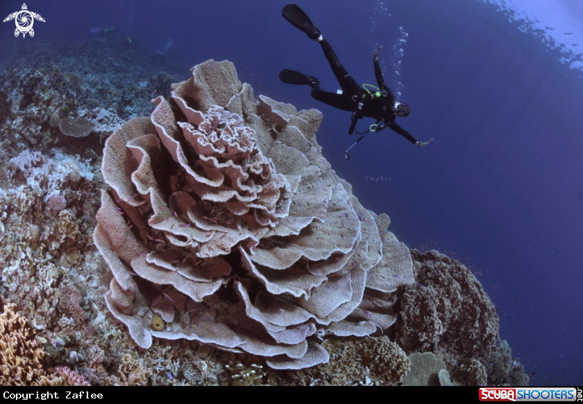 A FOLIOSE CORAL