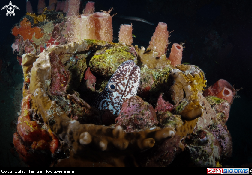A Spotted Moray Eel 