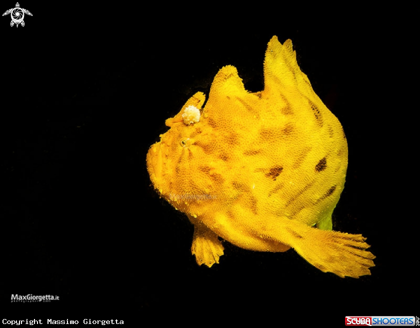 A frog fish