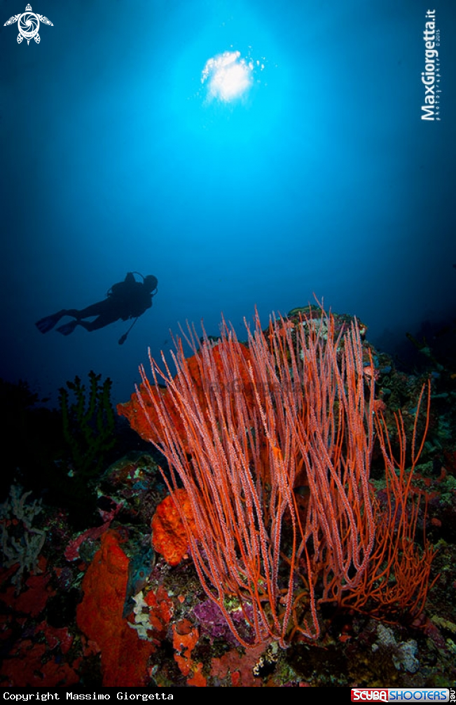 A red coral