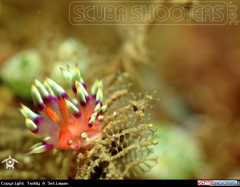 A flabelina exoptata