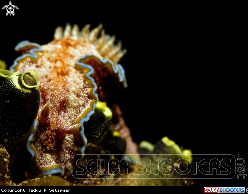 A glossodoris cincta
