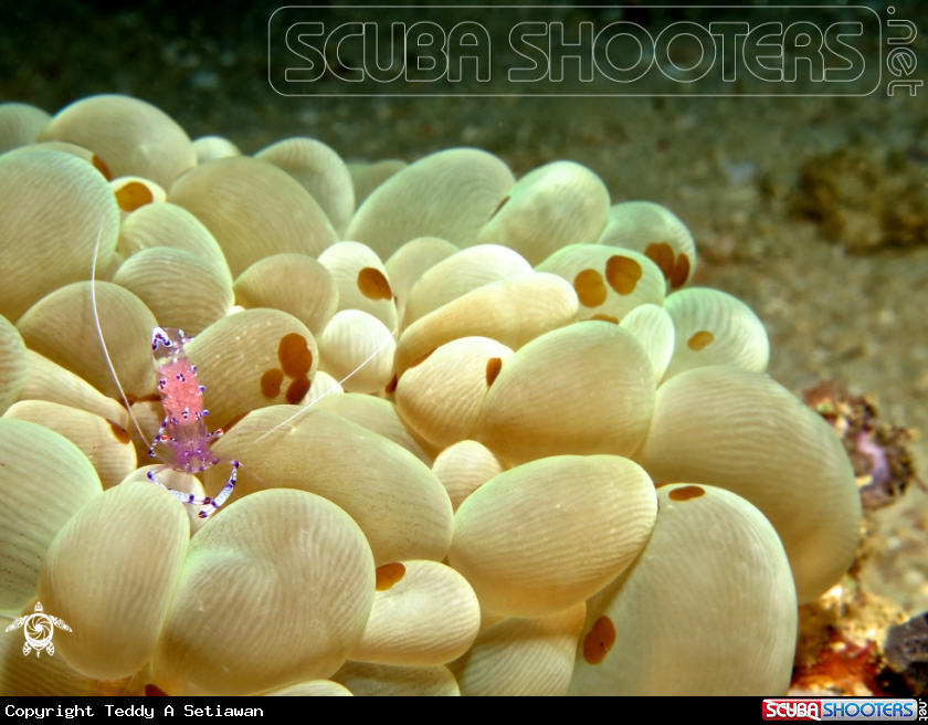 A anemon shrimp