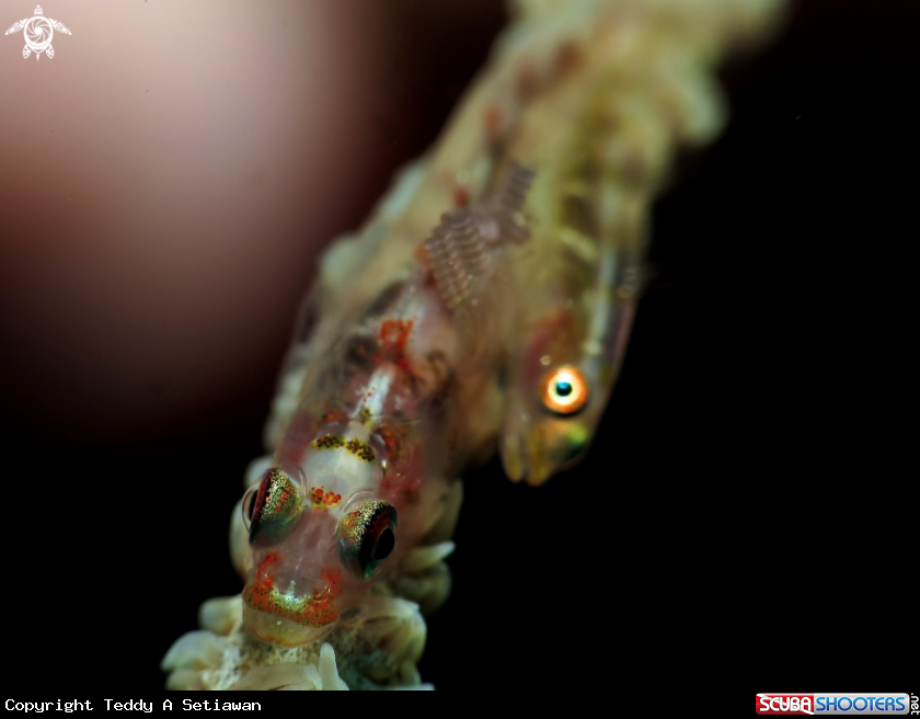 A goby
