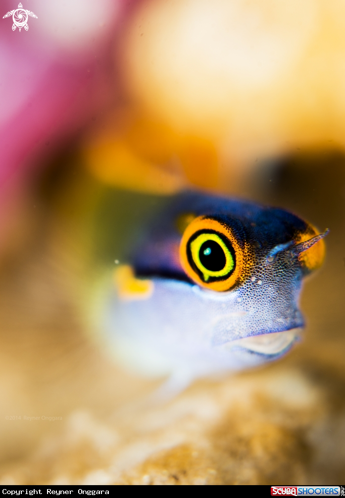 A Tailspot Blenny 