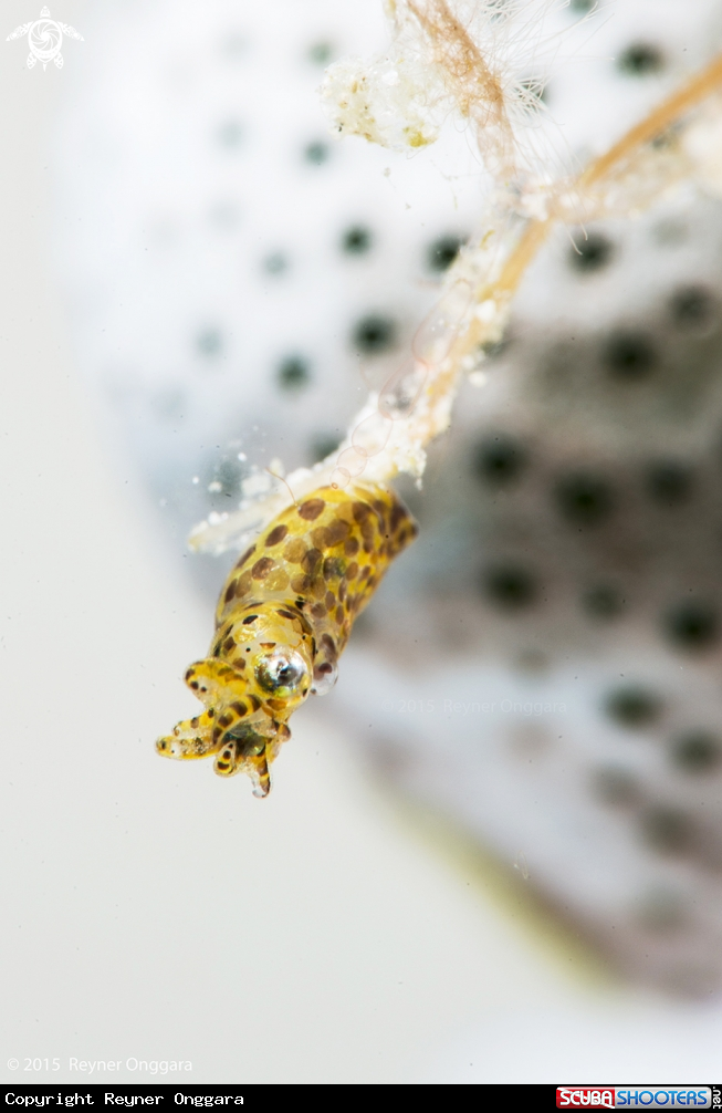 A Pygmy Squid