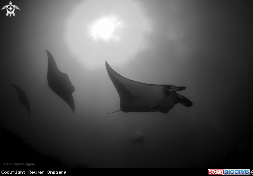 A Manta Ray