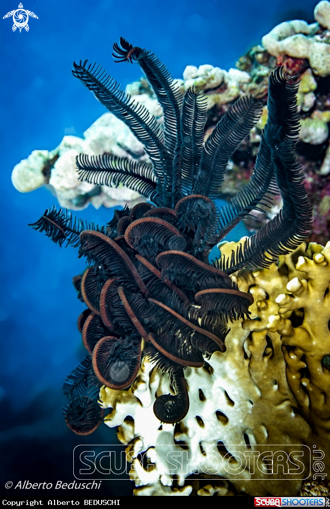 A Crinoid
