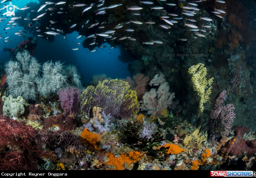 A Reef Scape