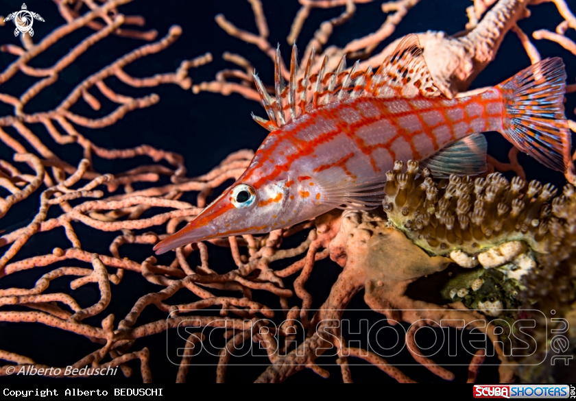 A Longnose Hawkfish