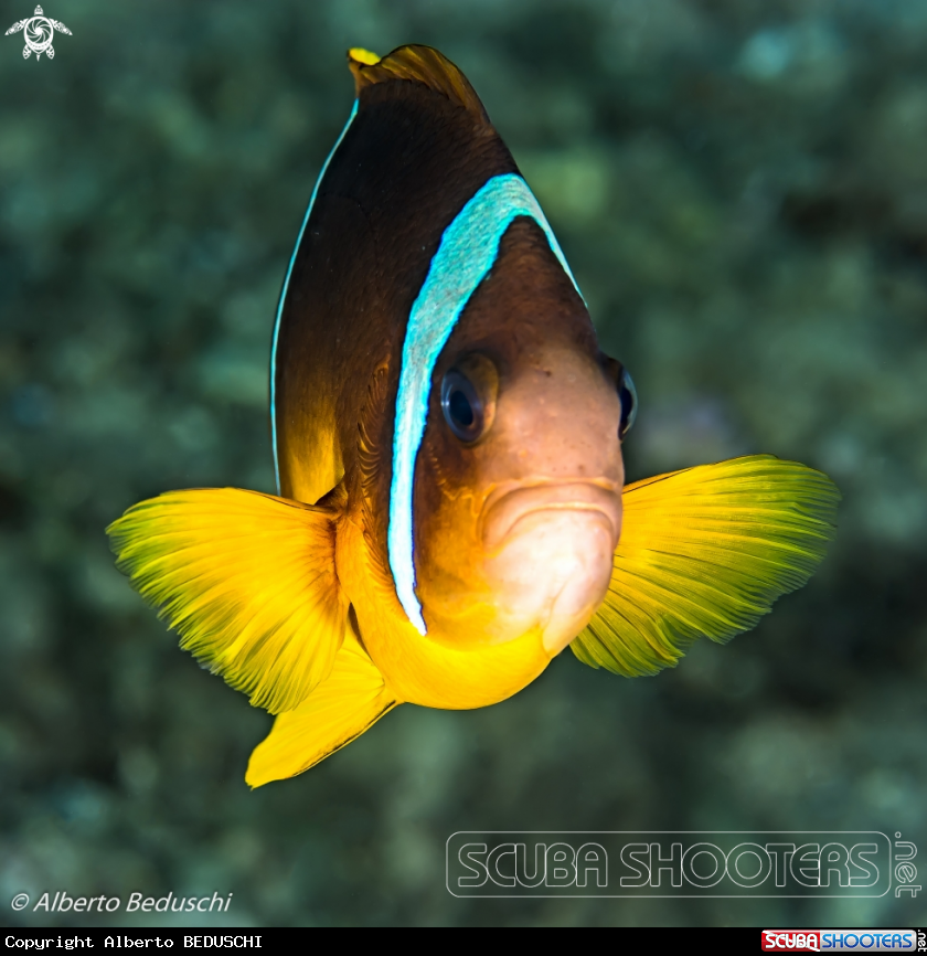 A Clownfish
