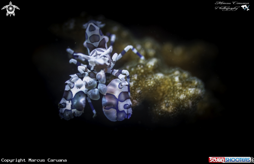 A Harlequin Shrimp