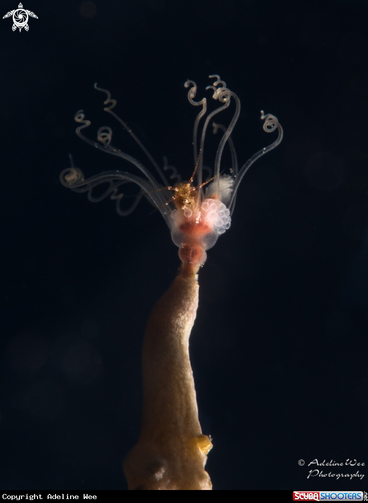 A Baby brittle star hiding in Solitary Gorgonian Hydroid 