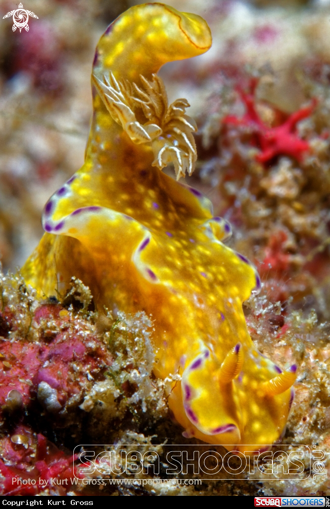 A Nudibranche