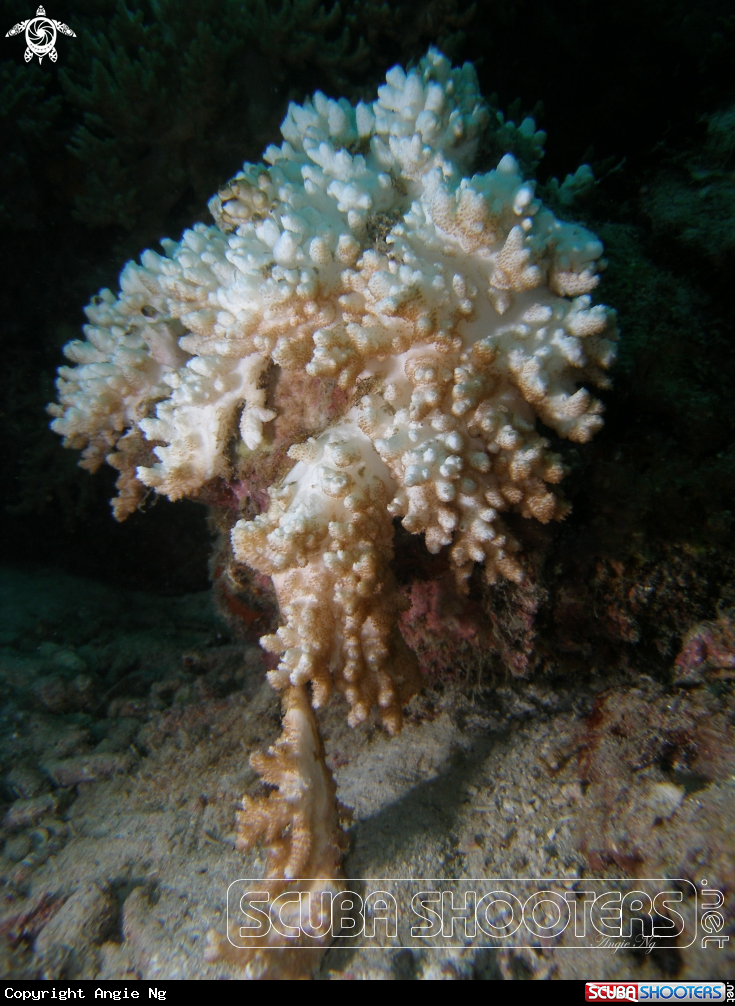 A Coral try