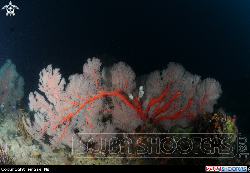A Sea fan