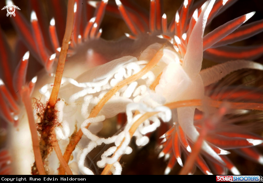 A Flabellina SP