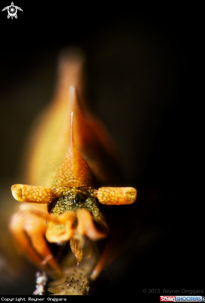 A Dragon Shrimp