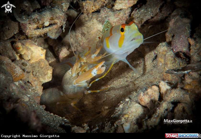 A randalls goby & shrimp