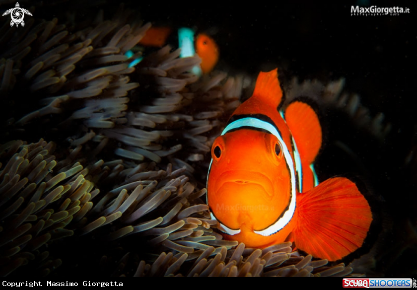 A clown fish