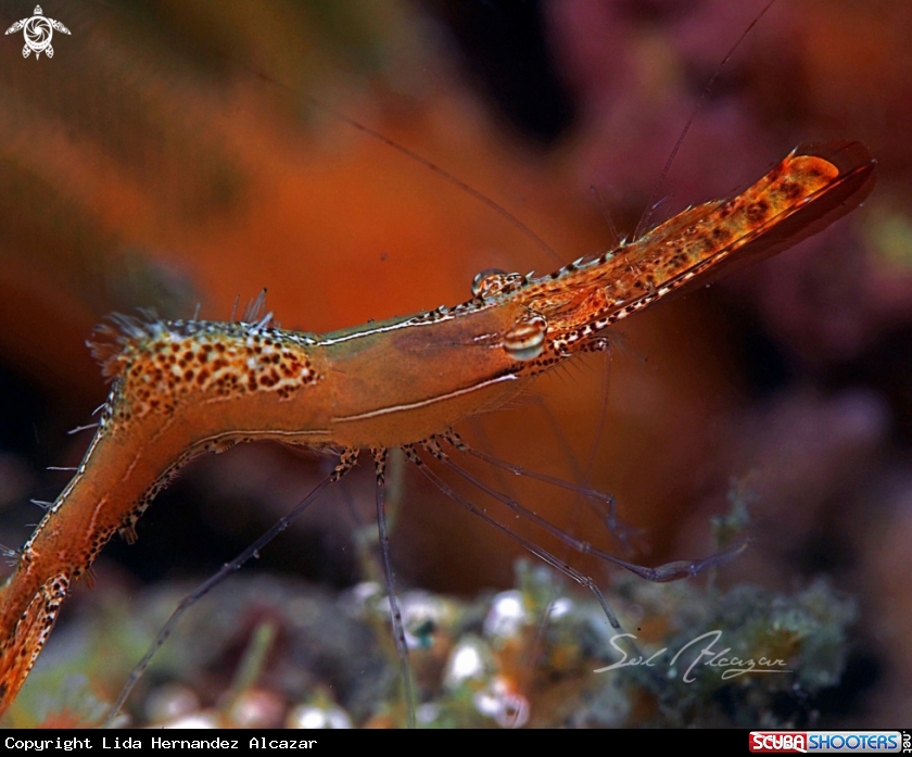 A Donald duck shrimp